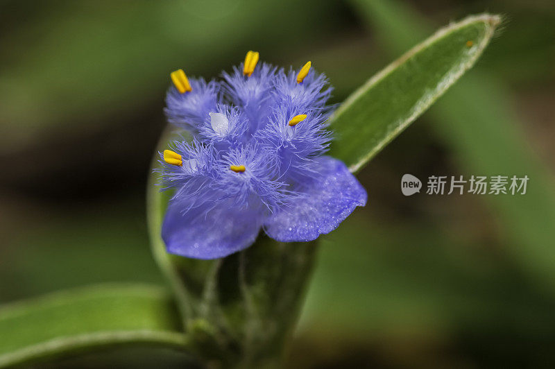 Cyanotis arachnoidea，马赛马拉国家保护区，肯尼亚